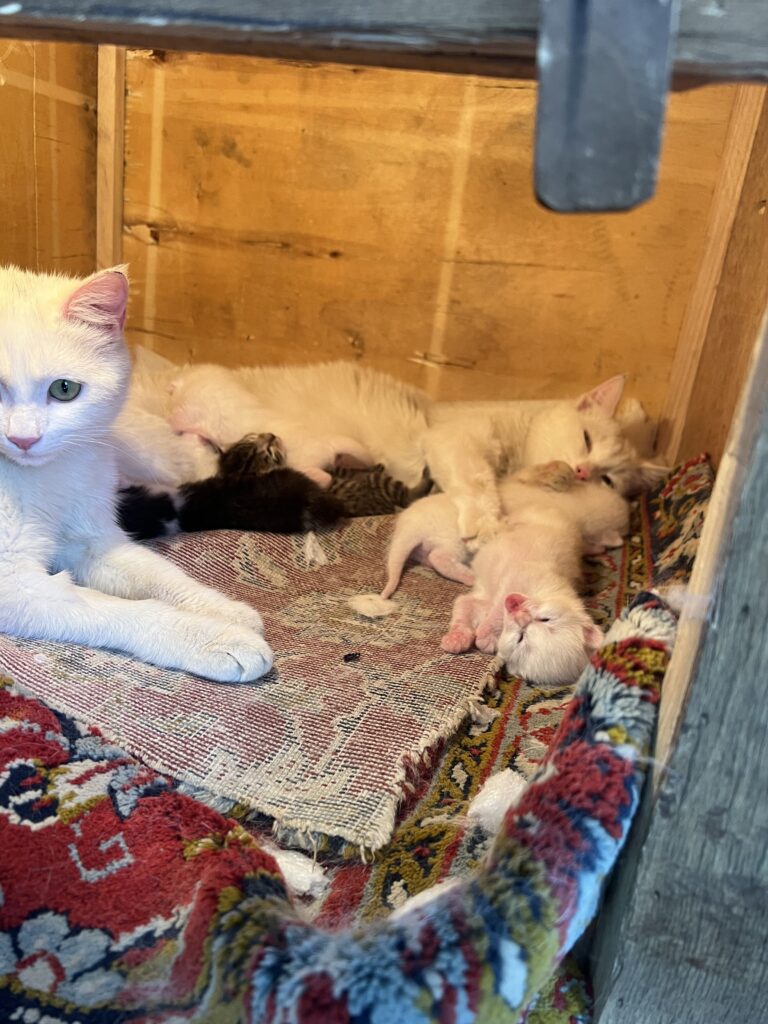 گربه قشنگ 2 یا 3 ماهه