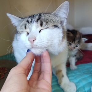 واگذاری گربه ماده به همراه بچهاش