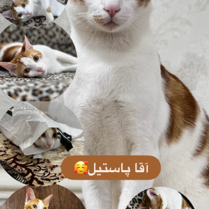 واگذاری گربه DSH نر به اسم پاستیل