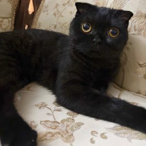 گمشده گربه اسکاتیش به رنگ کاملا سیاه