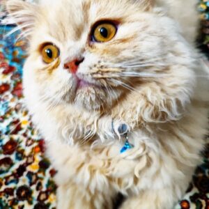 گربه ۴ ماه بریتیش اسکاتیش نر