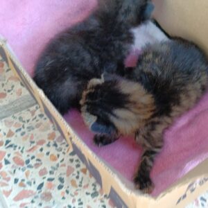 واگذاری دو بچه گربه نر و ماده