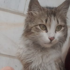 واگذاری گربه ۹ماهه ماده