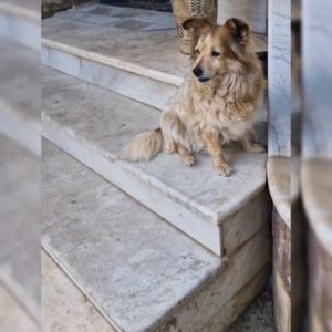 گمشده سگ در محله هفت سنگان