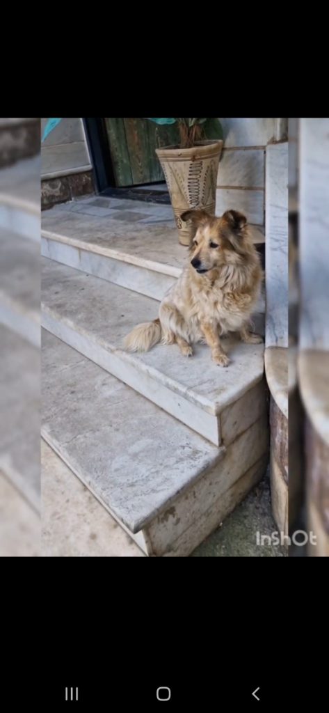 گمشده سگ در محله هفت سنگان