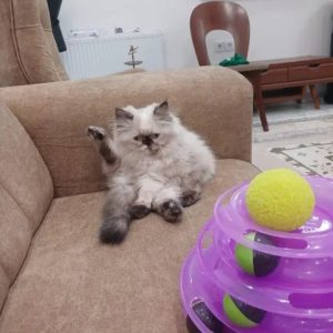 گربه پرشین سوپرفلت(هیمالین) 8 ماهه ماده