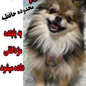 سگ گمشده پامر در محدود حافظیه