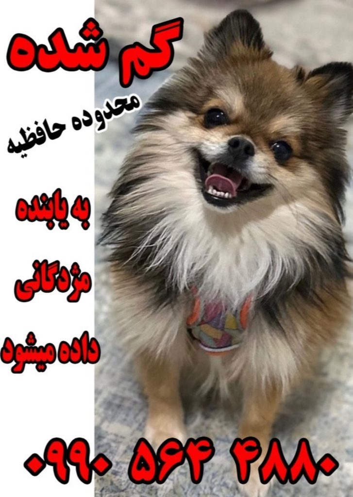 سگ گمشده پامر در محدود حافظیه