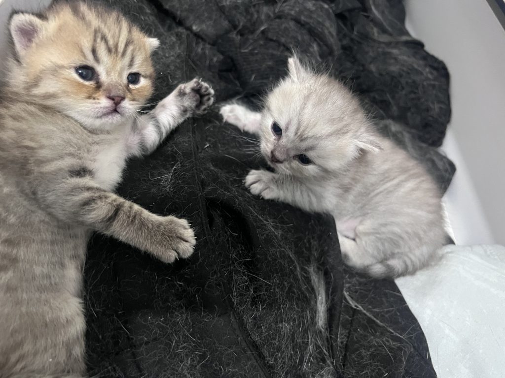 بچه گربه بریتیش نر 1 ماهه اصل