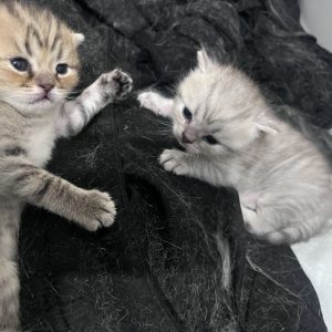 بچه گربه بریتیش نر 1 ماهه اصل