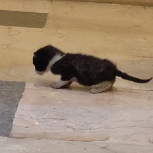 بچه گربه 20 روزه تاکسی دو