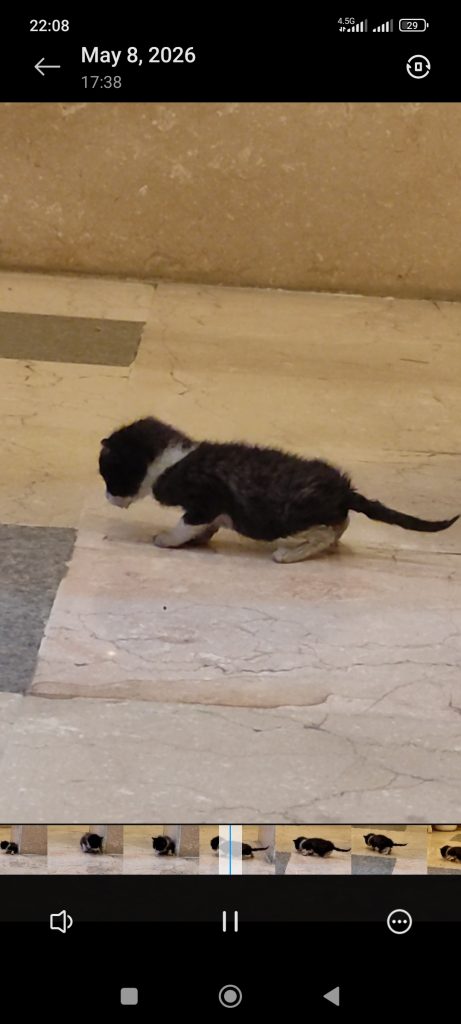 بچه گربه 20 روزه تاکسی دو