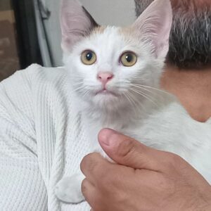 واگذاری گربه ملوس ۴ ماهه