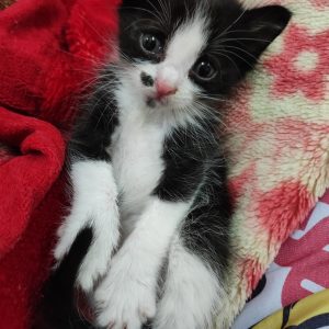 واگذاری رایگان بچه گربه 1 ماهه نر DSH