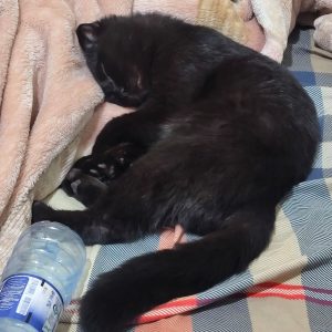 گربه اصیل اسکاتیش فول بلک 3 ماهه نر