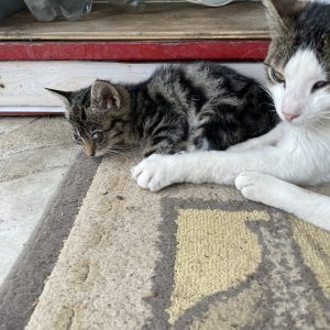 یک مادروچهارفرزندنزدیک سه ماهه