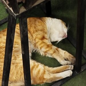 واکزاری گربه