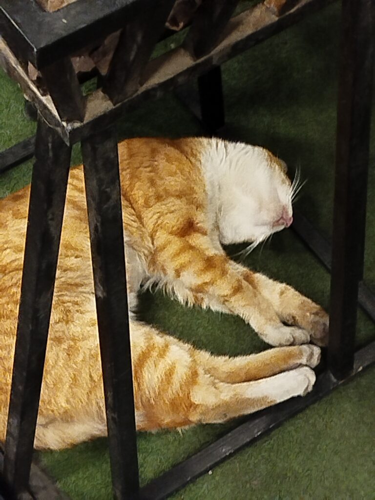 واکزاری گربه