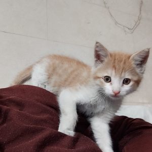 دختر ۳ماه شیطون(خرگربه) ملوس