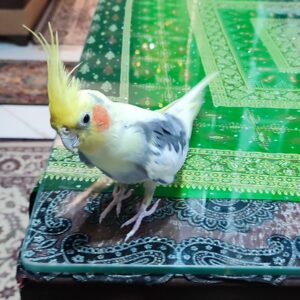 عروس هلندی گمشده در محدوده بهارستان