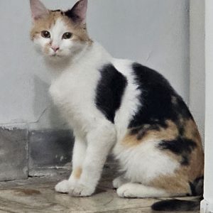 گربه dsh گوگولی ماده یکساله