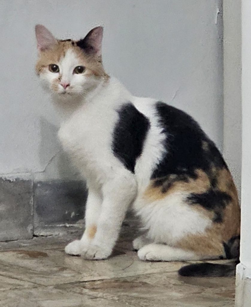 گربه dsh گوگولی ماده یکساله
