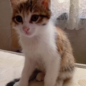 وگذاری دو گربه dsh نر و ماده دو ماه و نیمه