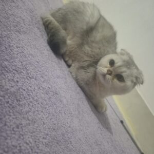 گربه نر اسکاتیش 7 ماهه