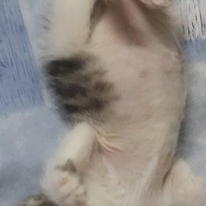 دوتا بچه گربه نر و ماده 40 روزه