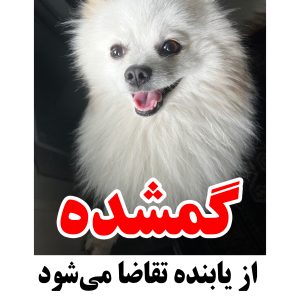 گمشده پامر سفید به اسم پشمک