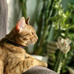 واگذاری گربه نر dsh 1 یک ساله