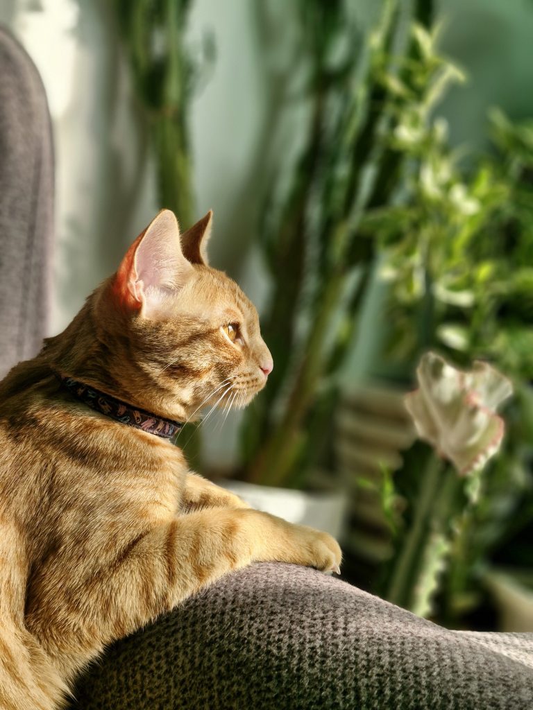 واگذاری گربه نر dsh 1 یک ساله