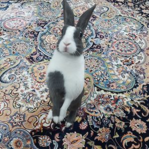 واگذاری خرگوش رایگان ماده 5 ساله