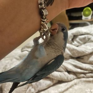 طوطی راهب گم شده در شهرک اکباتان