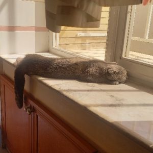 گربه اسکاتیش ماده 10 ماهه