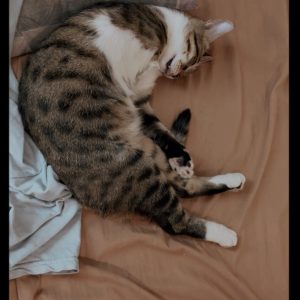 واگذاری جودی DSH ماده 6 ماهه