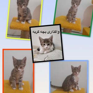 واگذاری بچه گربه های دوست داشتنی نر و ماده 3 ماهه