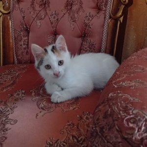 برفی خانم یک خانواده مهربون میخواد