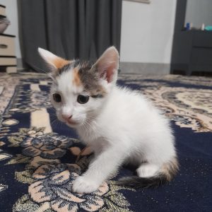 واگذاری بچه گربه ماده 35 روزه