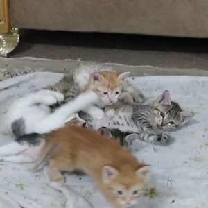 واگذاری ۶ بچه گربه ۱ ماهه DSH