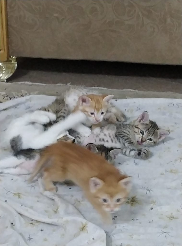 واگذاری ۶ بچه گربه ۱ ماهه DSH