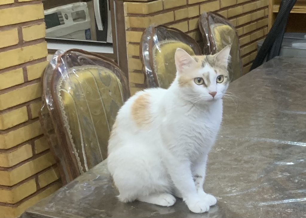 گربه ماده ۱ ساله عقیم شده کاملا سالم وخوشگل