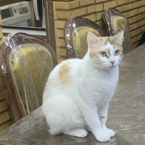 گربه ماده ۱ ساله عقیم شده کاملا سالم وخوشگل