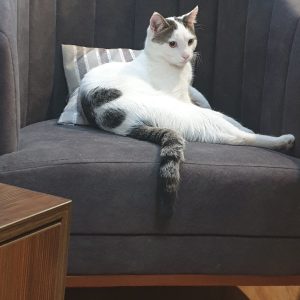 گربه دی اس اچ نر ده ماهه