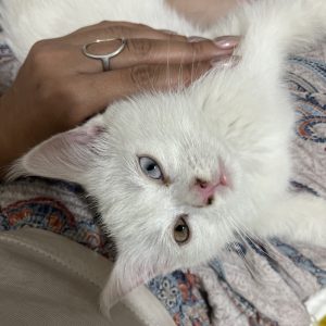 گربه ترکیش وان ماده ۲ماه نیمه