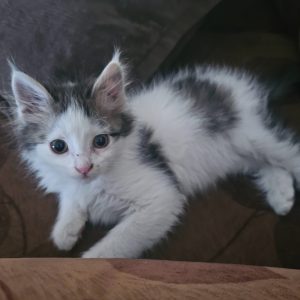 واگذاری بچه گربه ملوس 2 ماهه ماده DSH