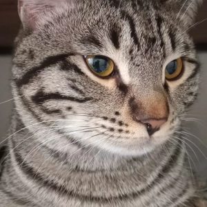 گربه بلا DSH نر 9 ماهه