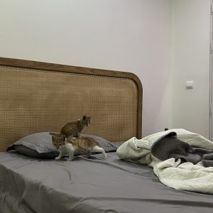 بچه گربه ۵۰ روزه ماده دی ال اچ