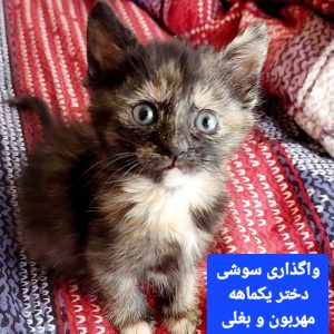 واگذاری سوشی دخمل اروم و شیرین