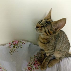 گربه DSH ماده دو ماه و نیمه